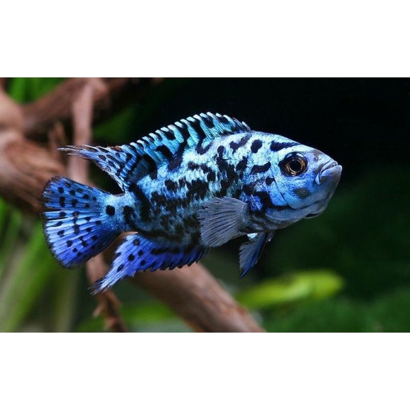 Ikan Electric Blue Jack Dempsey (EBJD)