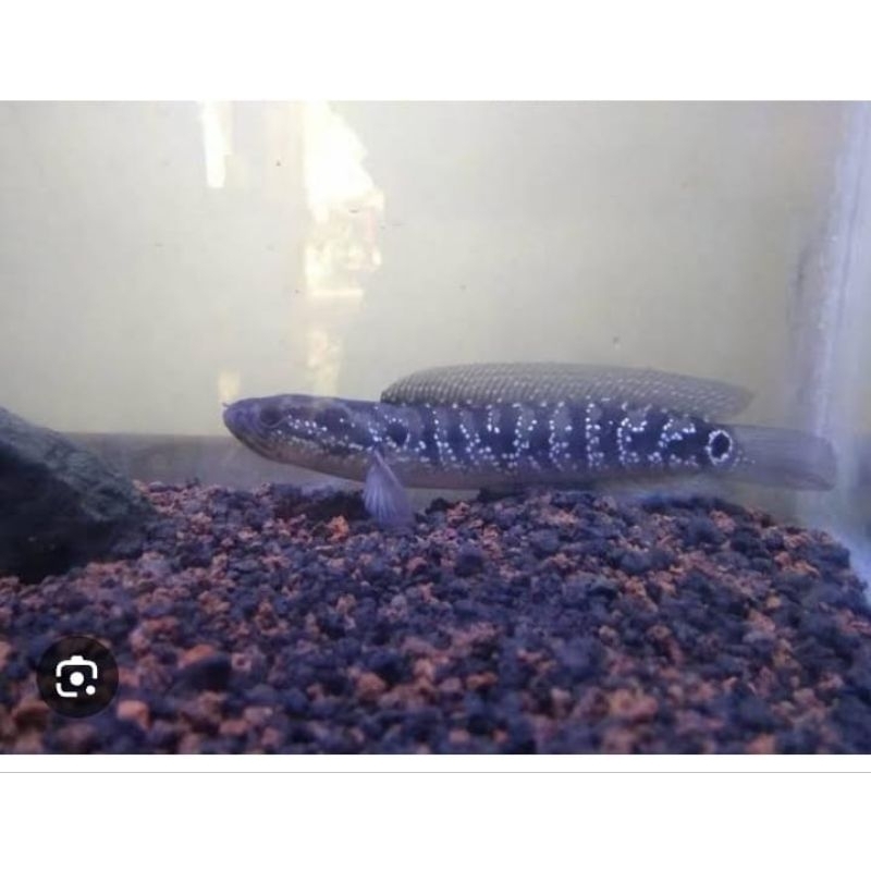 cana asietica ws
