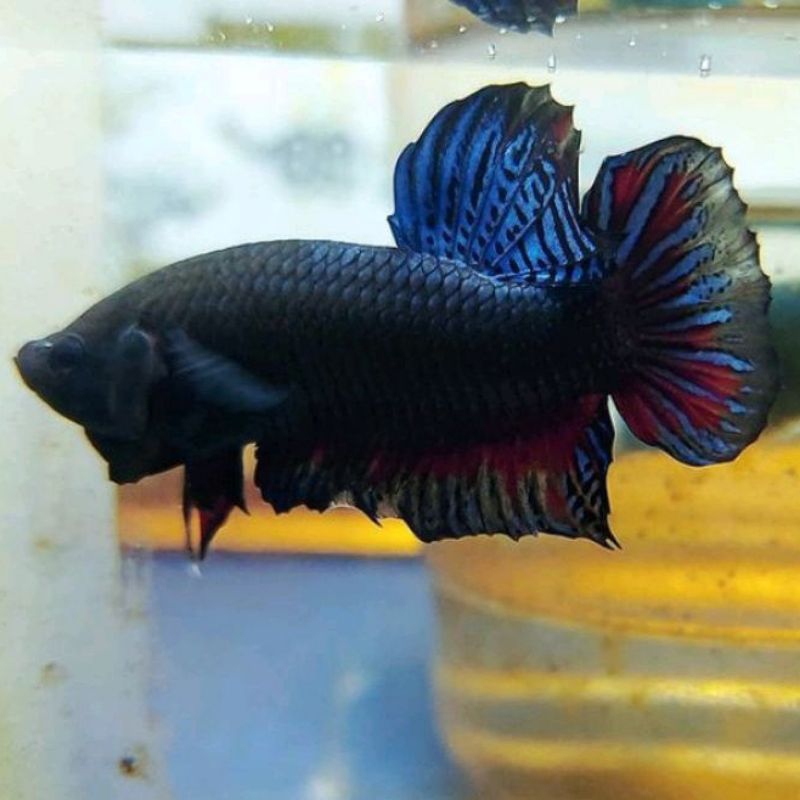 Promo Beli 3 Gratis 1 Ikan Cupang Aduan Import New Sakai Fighter Original Siap Tempur