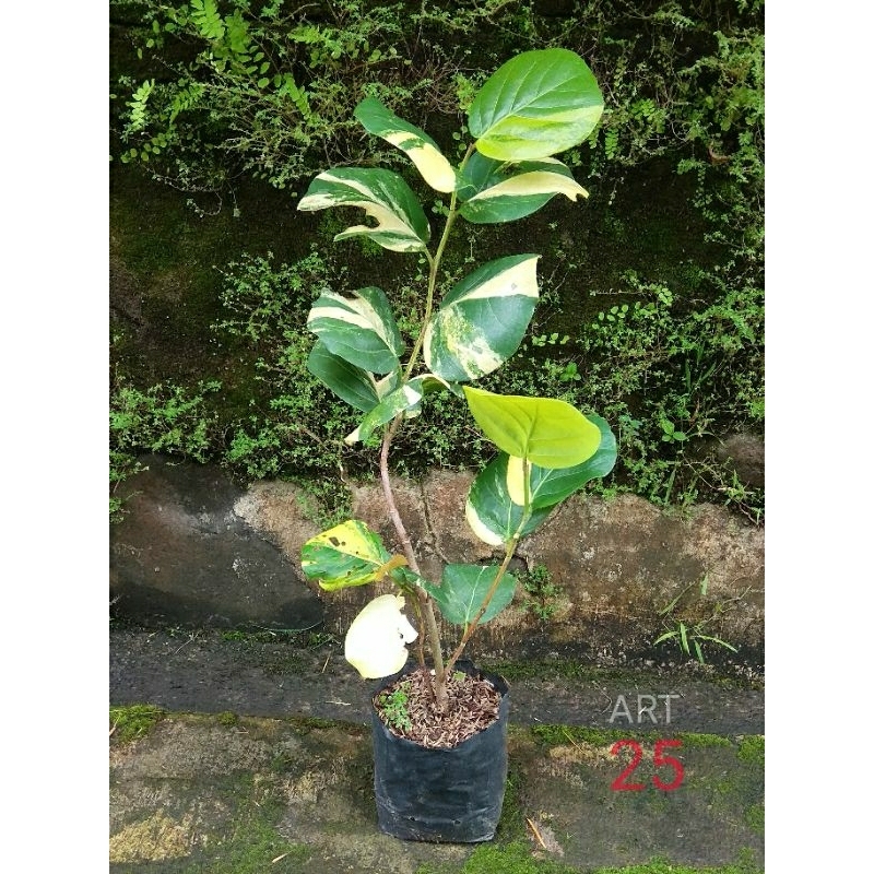 Coccoloba Uvifera Variegata Seagrape Plant Pohon Anggur Laut Varigata Sesuai Foto