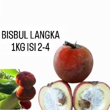 

Buah BISBUL MENTEGA BLUDRU (VARIETAS LANGKA)