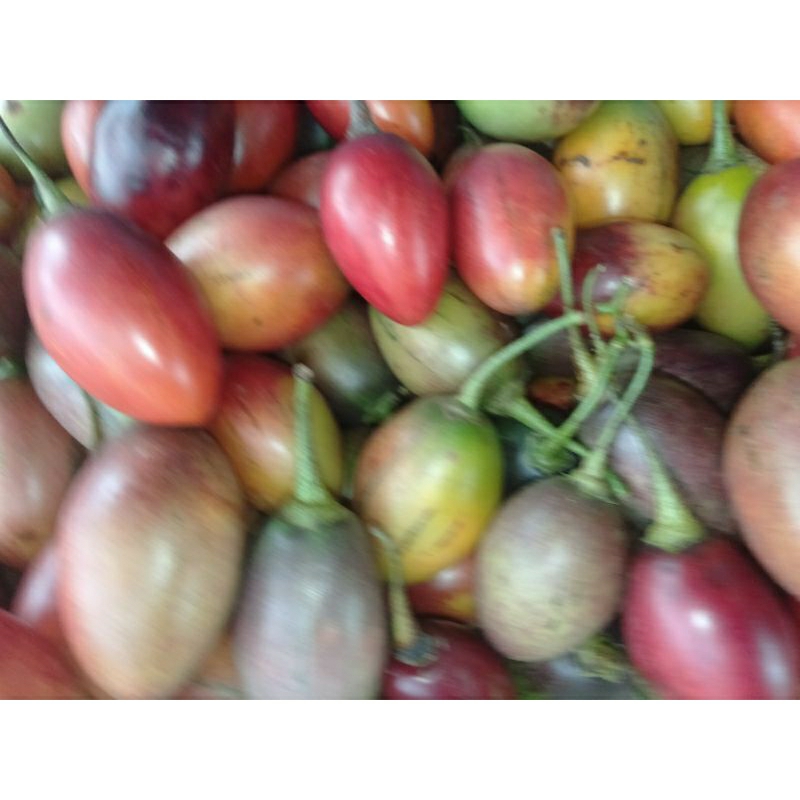 

Buah Terung Belanda segar kg