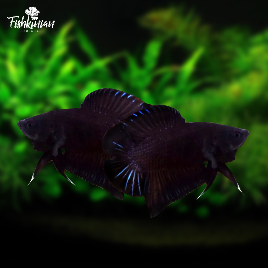 Ikan Cupang Plakat Double Tail (PKDT) Super Black GRADE A