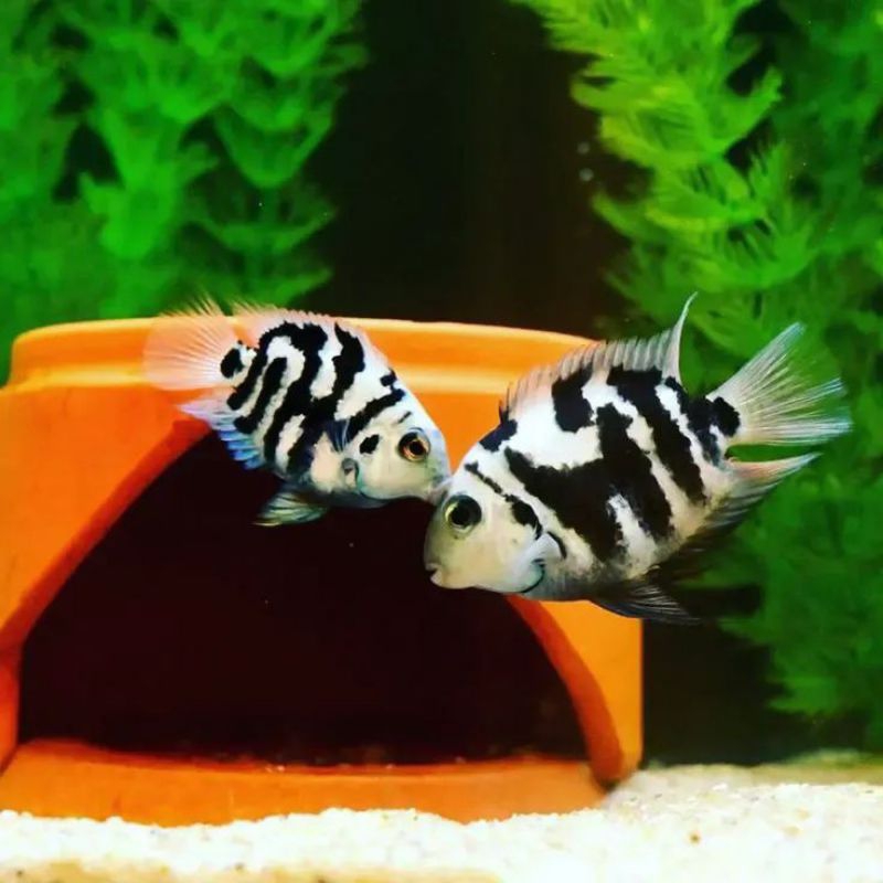 Ikan Hias Blue Polar Parrot Cich White Polar Parrot Cich Hiasan Aquarium Kolam Tank Aquascape
