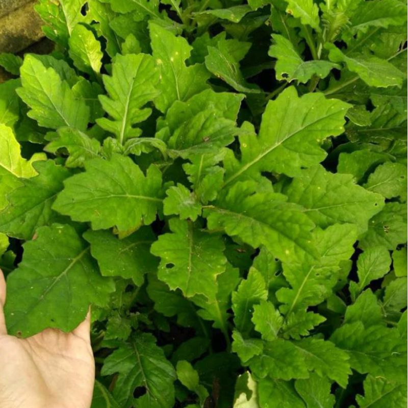 Tanaman Herbal Daun Dewa / Tanaman Daun Dewa Herbal