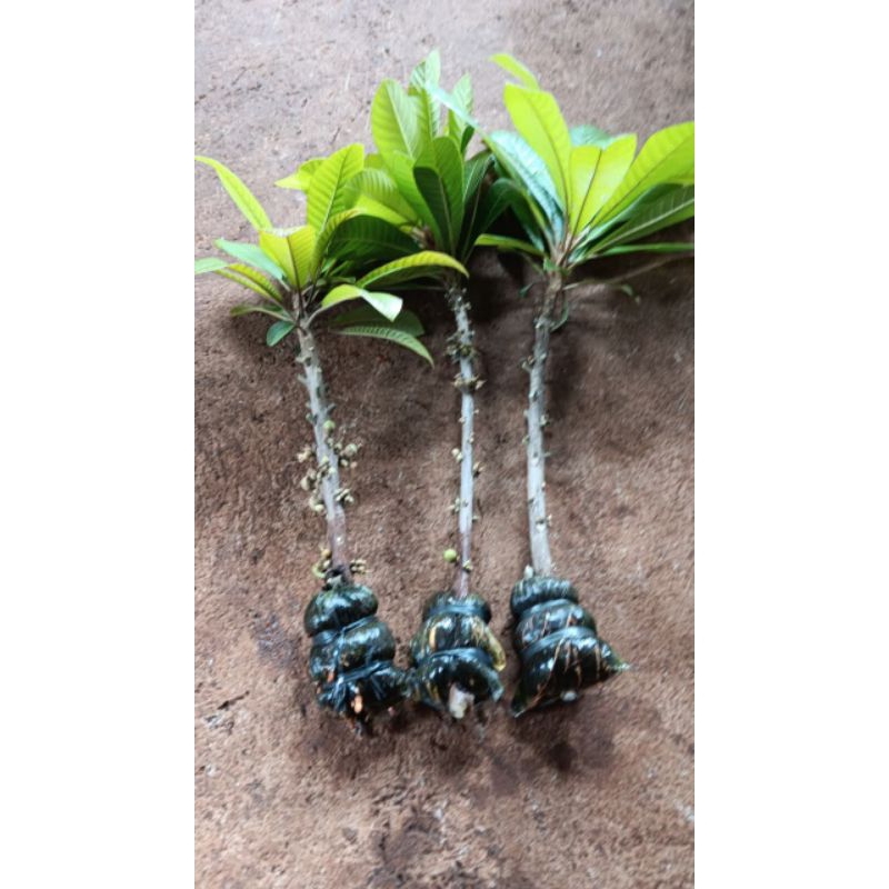 fresh cangkok mamey sapote havana, espeda