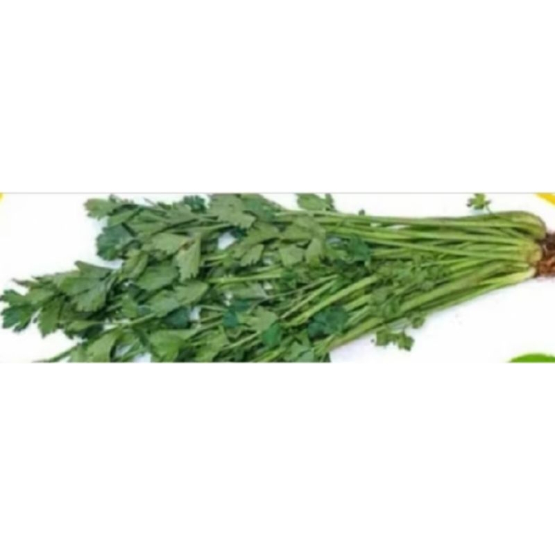 

daun saledri / daun sop