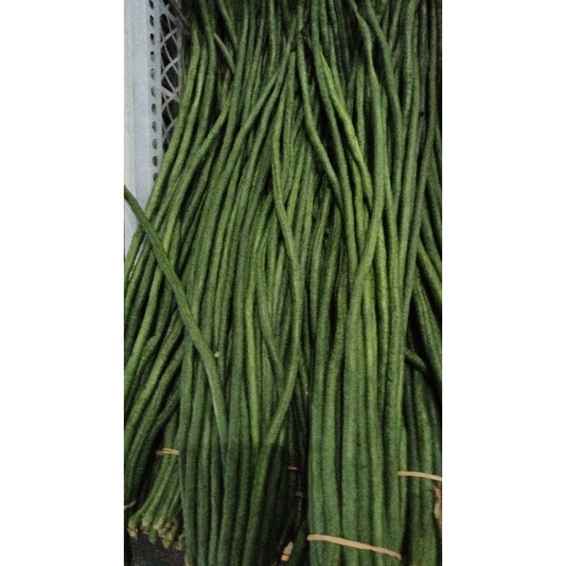 

kacang panjang murah