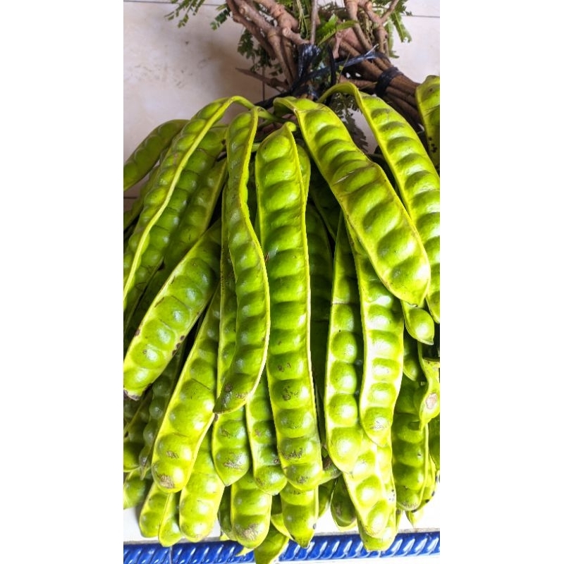 

Putri_Garden & Sayur_Segar 1 kilo Pete pendek