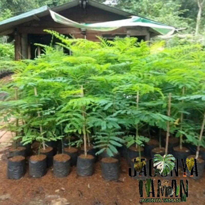 TANAMAN SOLOBIUM PAKIS BRAZIL 1 METER / PAKIS BRAZIL PARAHYBA