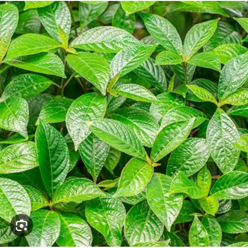 

Promo Daun Keji Beling Obat tradisional herbal/pecah beling