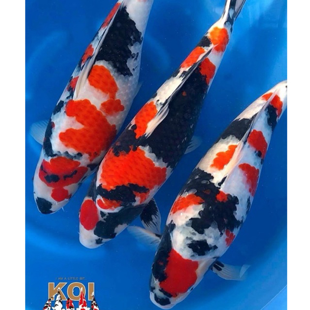 

paket 3 ekor koi showa super cantik ukuran 30-40cm