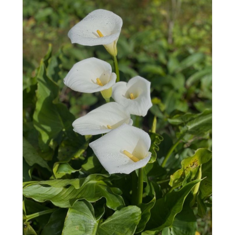 Tanaman Hias Bunga Calla Lily