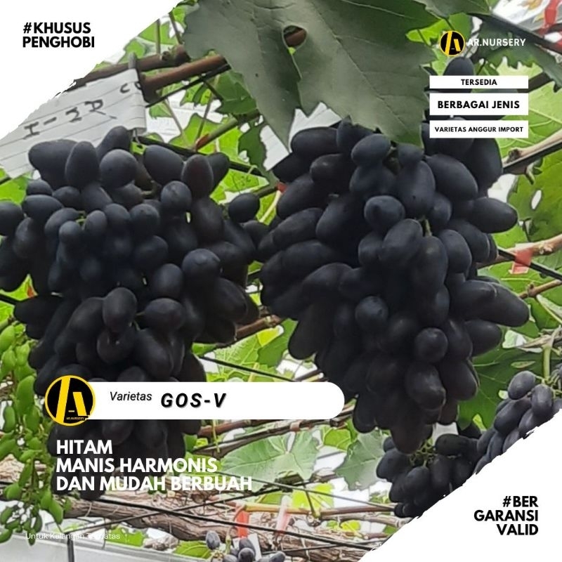 Bibit Anggur Import GosV