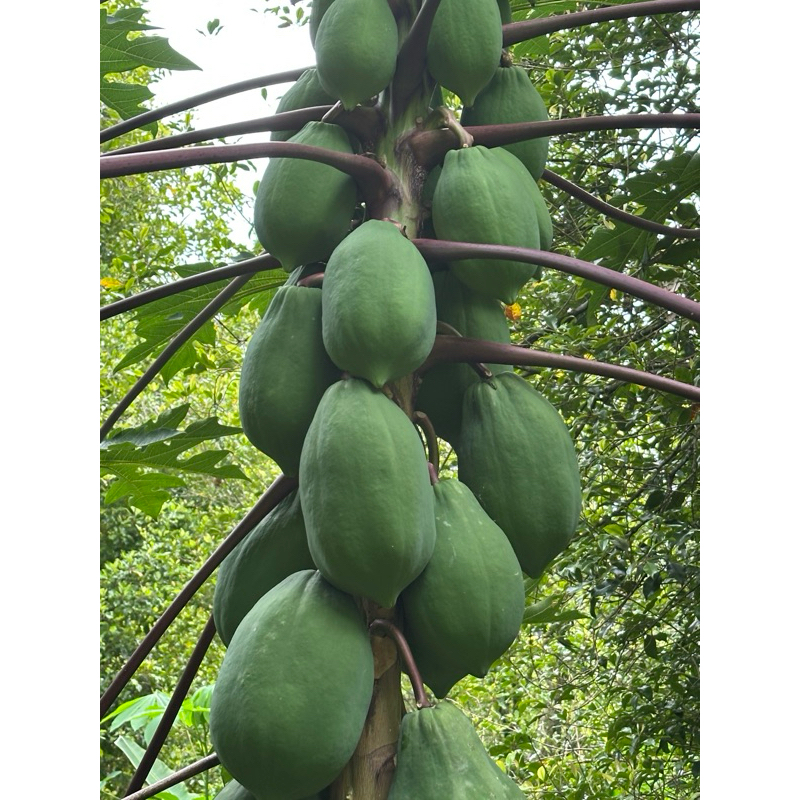 

pepaya sayur jumbo 1kg