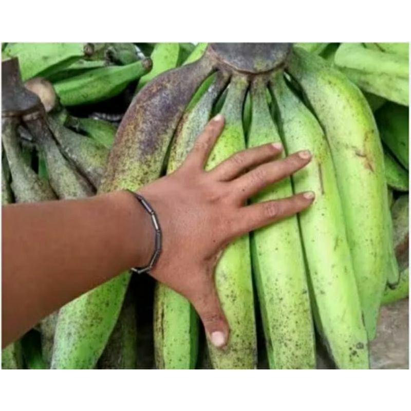 

PISANG TANDUK ISI 3 BIJI ASLI MURIA PREMIUM