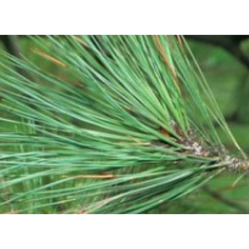 

Daun pinus asli organik berat 1 kg bahan soda organik