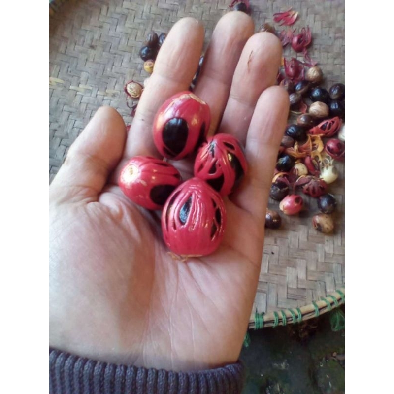 

10 biji pala tua /kilat untuk bumbu