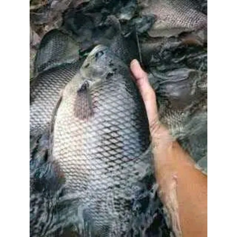 

Ikan Gurame segar Ikan tawar seafood segar 1kg
