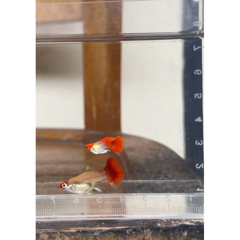 ikan guppy blonde tuxedo koi short body sepasang
