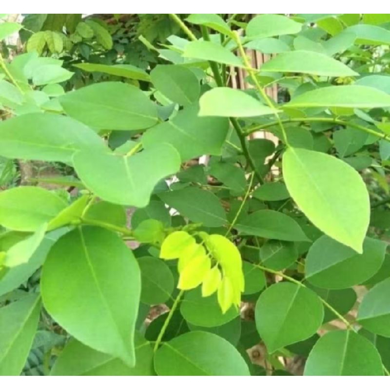 3 Bibit indigofera pakan ternak kambing domba kelinci