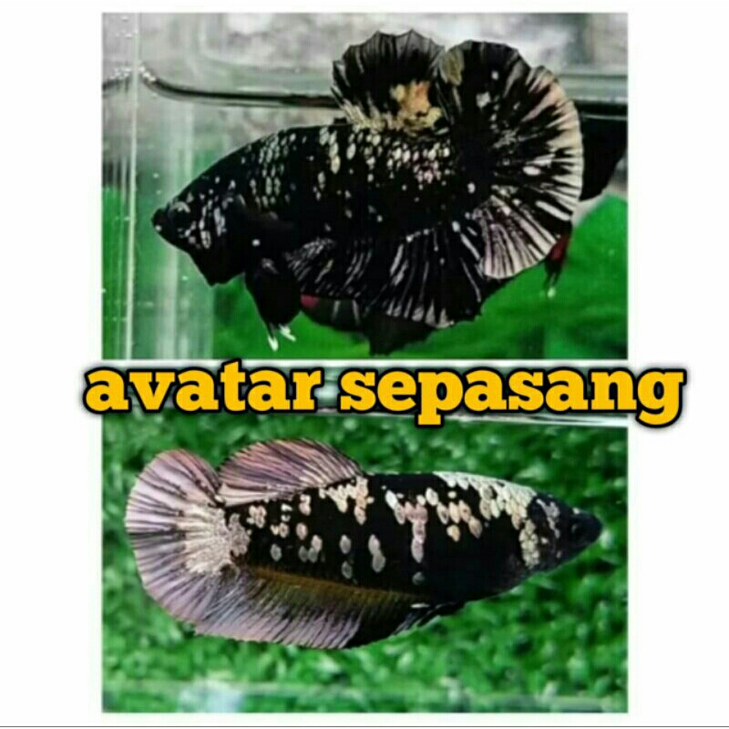 sepasang cupang avatar gold copper usia 4 bulan betina full telur gratis pakan