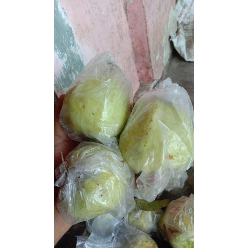 

jambu kristal super fress langsung dr petani