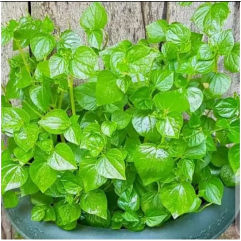 

Daun sirih cina/ketumpang air/500 grm segar