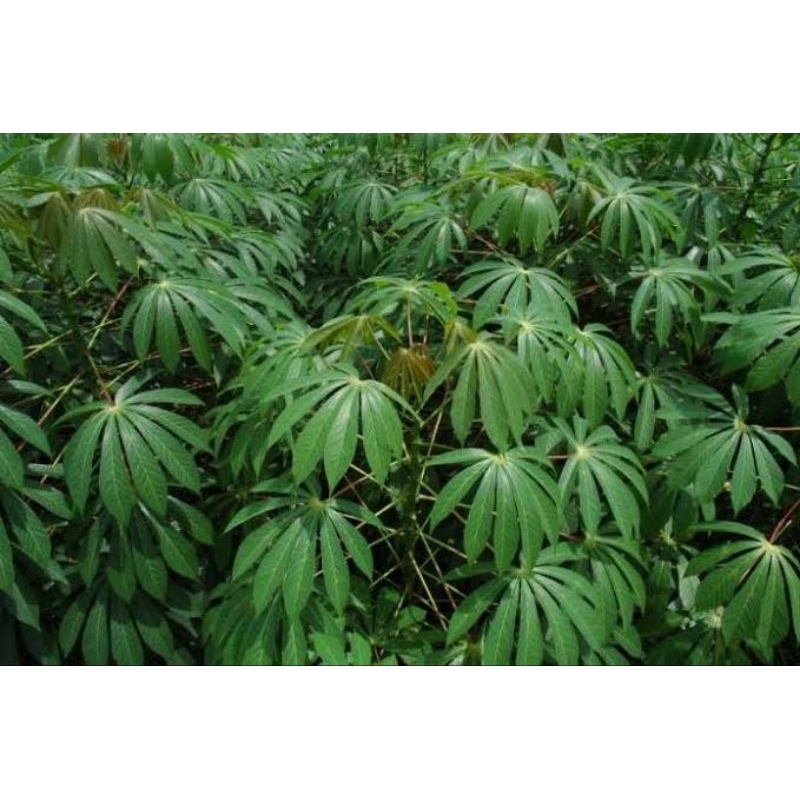 

daun singkong 1kg fress langsung petik