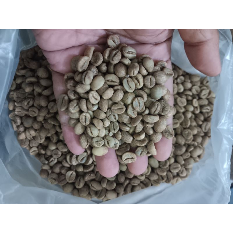 

Green bean fine robusta lampung