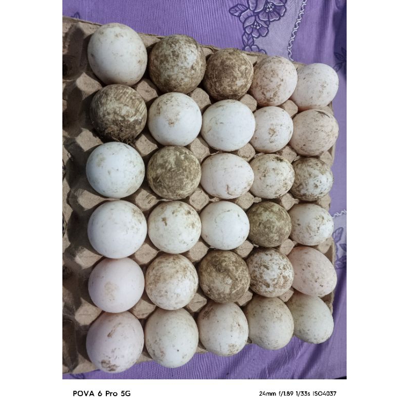 

Telur Bebek x 30 Butir / Papan