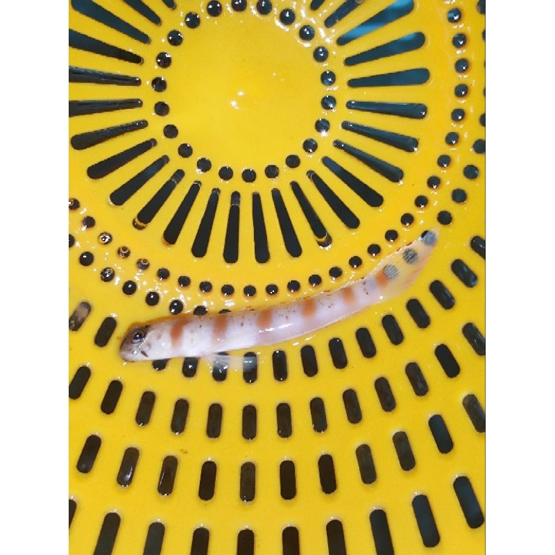 ikan hias laut jabing lilin