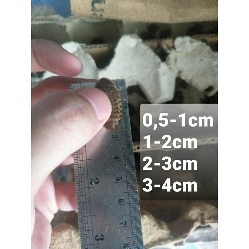 Dubia Pakan Hewan Reptil Gecko Tarantula