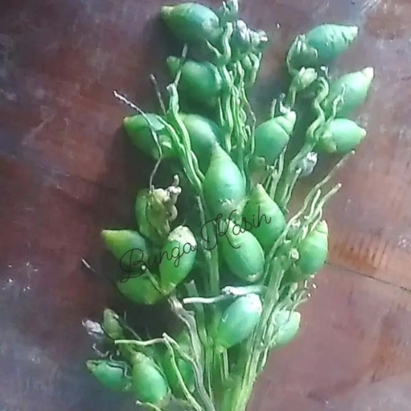 

Buah Jambe muda/Buah Pinang muda segar 1000 gram