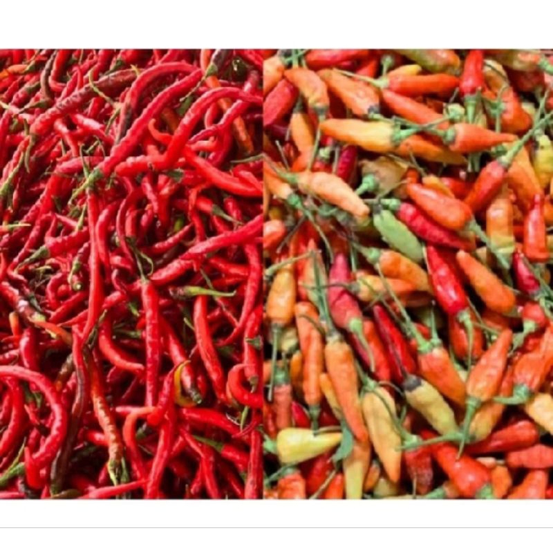 

cabe campur rawit merah + keriting merah