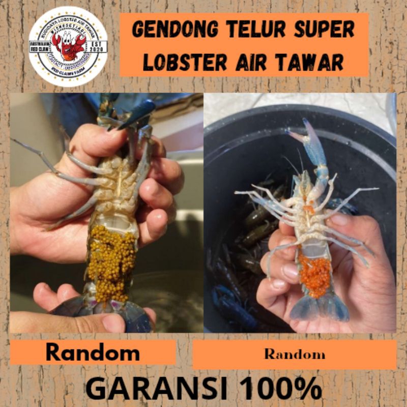 Lobster Air Tawar Indukan Bertelor