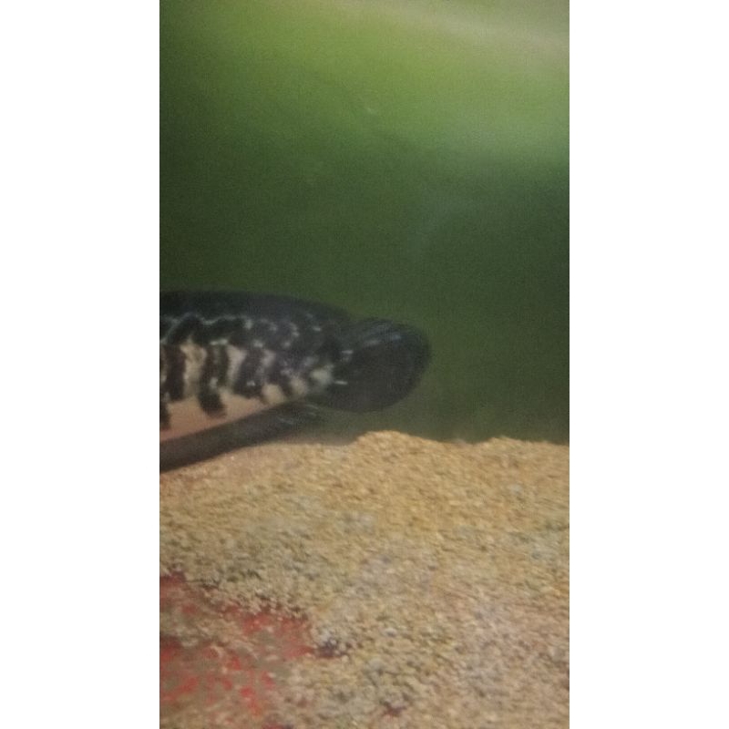 ikan chana progresan 24-25cm YS batik cabung | yellow sentarum||