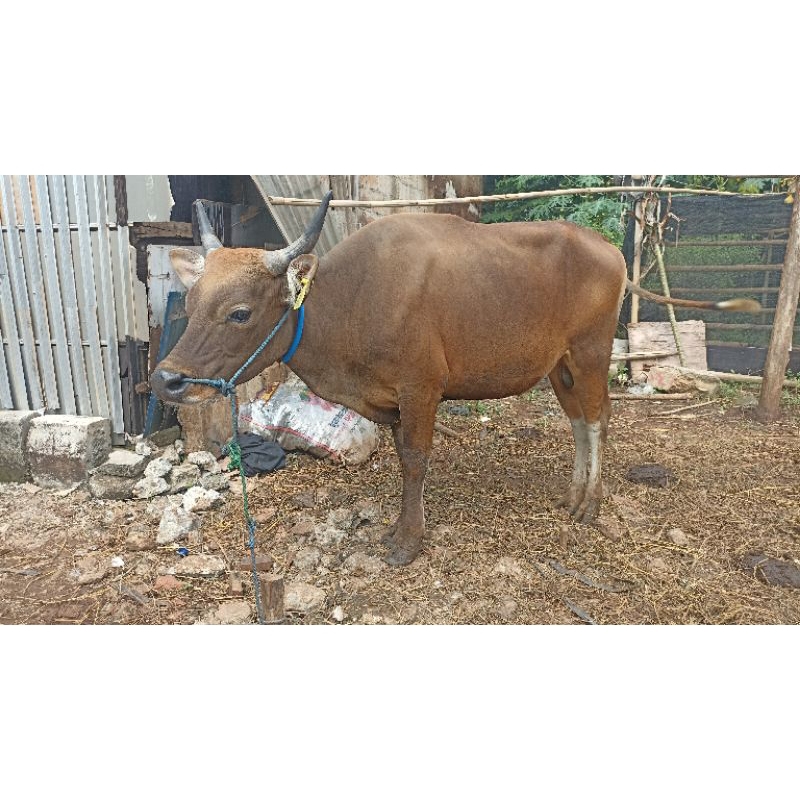 

Sapi Qurban -+ 220 Kg Kirim Jabodetabek