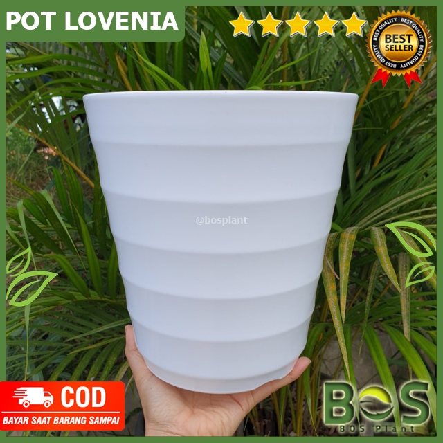 Bosplant - Pot Bunga Tanaman Hias Tinggi Lovenia Putih Pot Tinggi