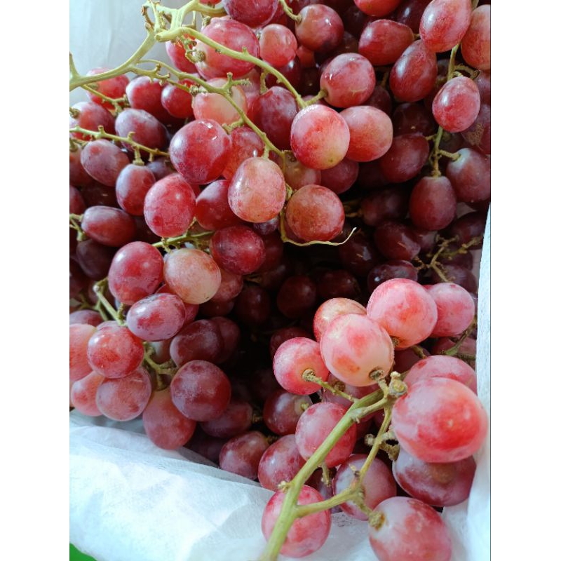 

Anggur Red Globe Australia 500gr
