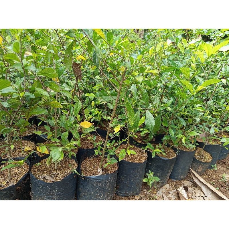 bahan bonsai serut dari biji