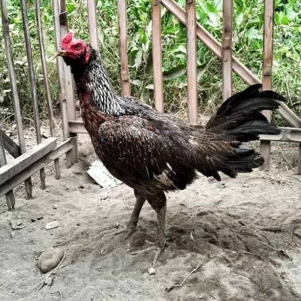 Telur Fertil Telur Tetas Ayam Aduan Pama IQ X Pama