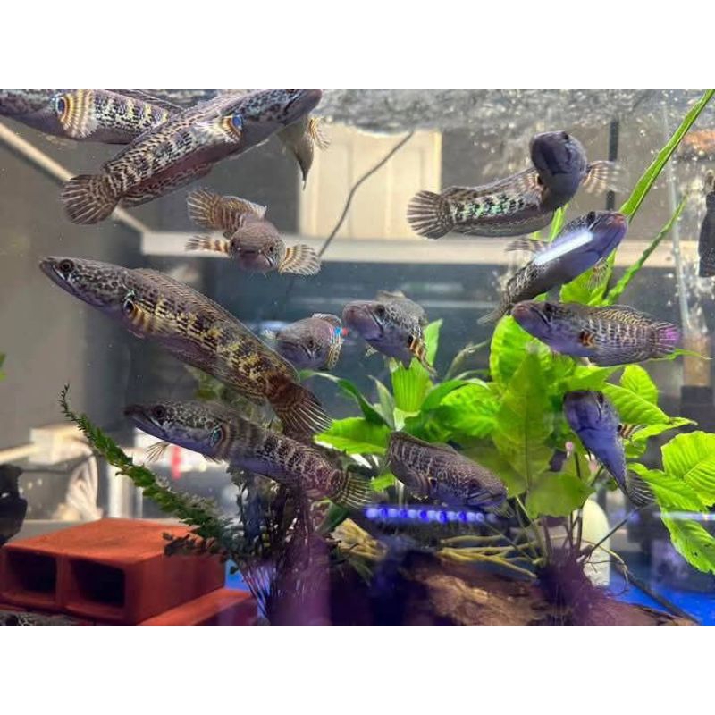 AURANTI BAHAN 8-10CM