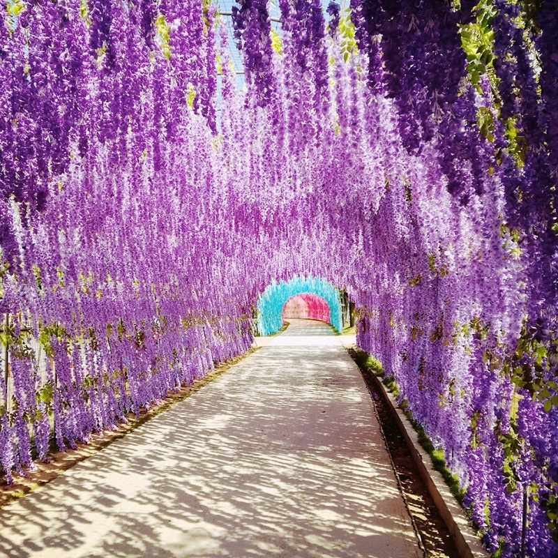 110cm Bunga Wisteria Jumbo 12 pcs 1 Lusin Harga Grosir Tanama Bunga plastik Buatan Hias Dekorasi Bun