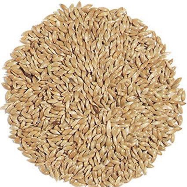 CANARY SEED BIJI KENARI SUPER / Kenari F1 Super