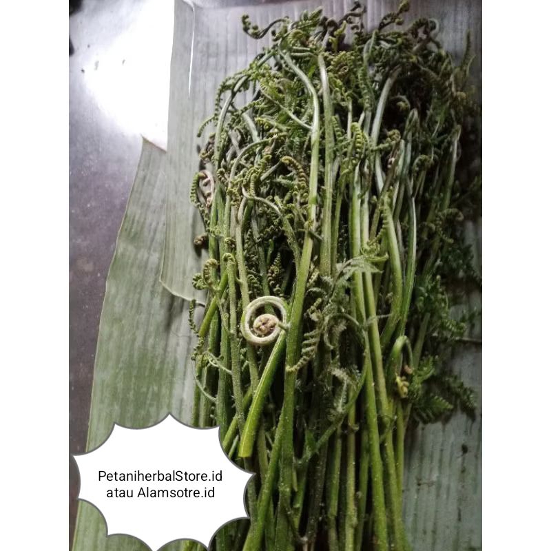 

JUAL LALAPAN SAYUR PAKIS LANGSUNG DIPETIK SEGAR 500 gr