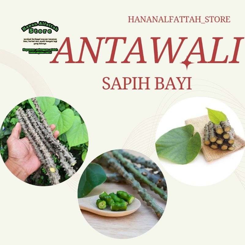 

Stek 3 batang Antawali / Brotowali / Sapih Bayi