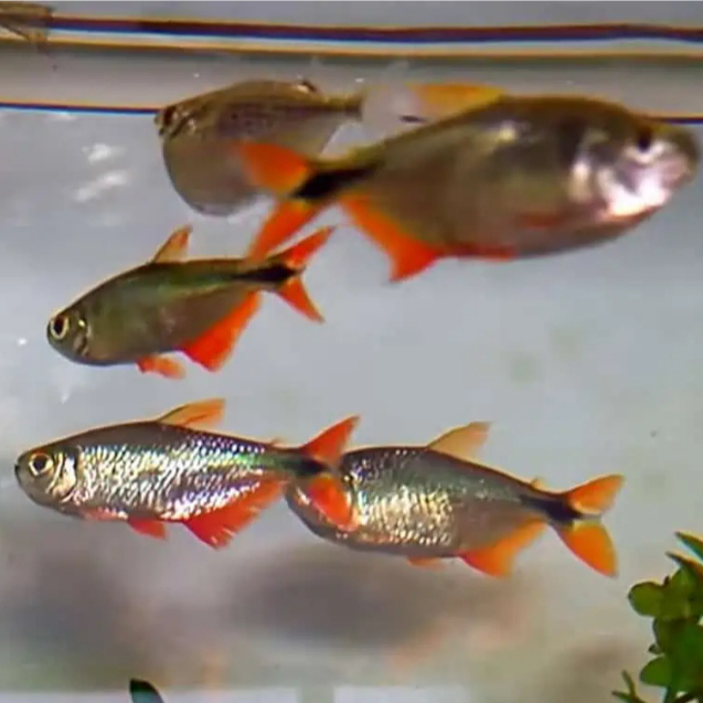 Buenos Aires Tetra / Jual ikan hias Akuarium / Aquascape Buenos Aires Tetra