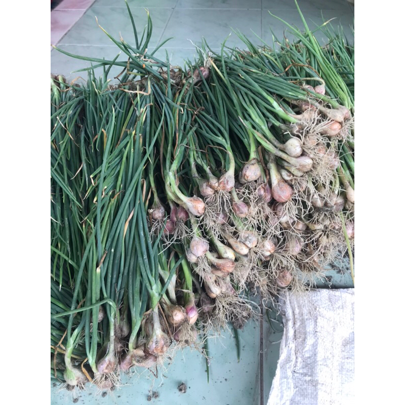 

Bawang Batu Khas Palu