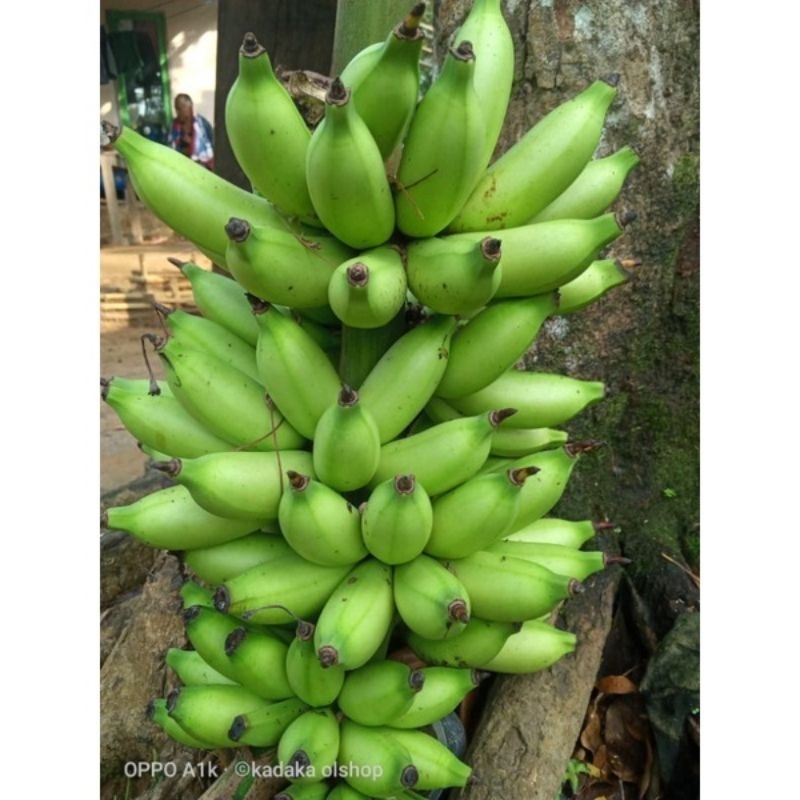 

Pisang Muli Manis 1 Kg